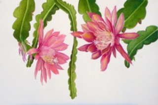 Epiphyllum, watercolor and pastel on paper by Suzanne Kuuskmae, © 2014, all rights reserved.