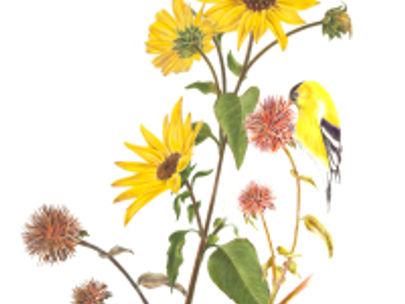 Estelle DeRidder at the Theodore Payne Foundation Gallery