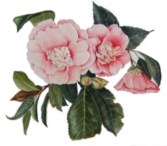 Camillia #3, watercolor on paper, © 2015, Suzanne Kuuskmae, all rights reserved.