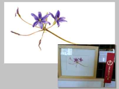 California Native Plant Society (CNPS) Conservation Conference 2012: Botanical Art Contest and Exhib