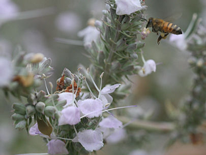 Pre-Call for Entries: BAGSC Exhibition at the Theodore Payne Foundation