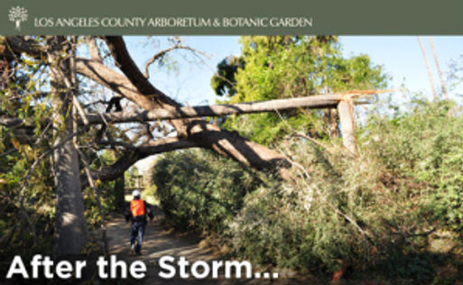 The LA Arboretum After The Storm