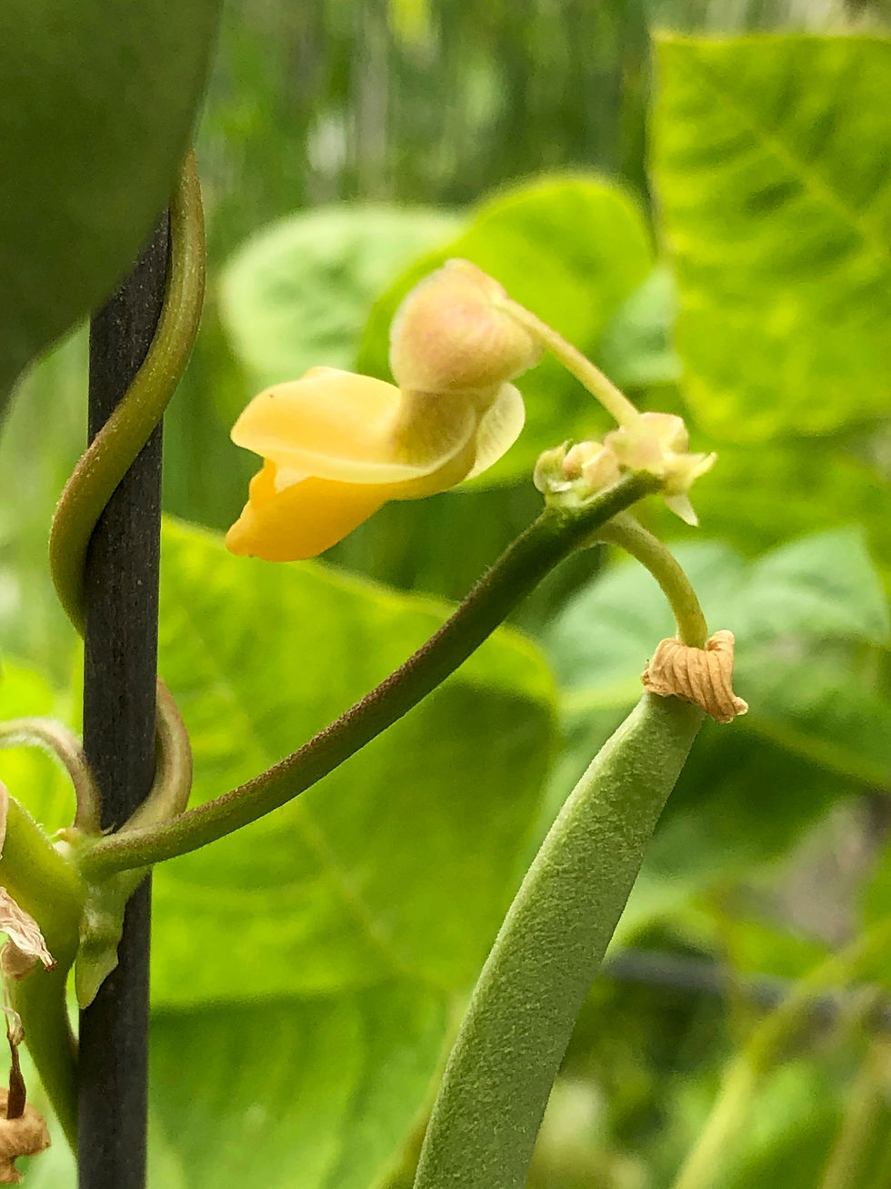 August BAGSC Painting Day at The Huntington