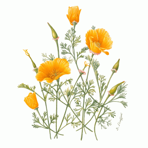 California Poppy, watercolor by Gilly Shaeffer, © 2016, all rights reserved.