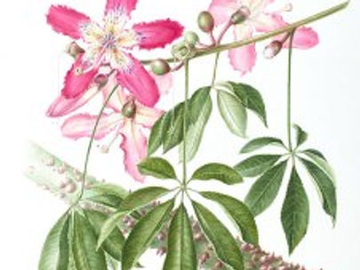 Call for Images of The Los Angeles County Arboretum and Botanical Garden Introductions