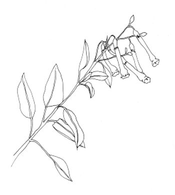 Deborah Shaw, pen sketch of branch of Nicotania glauca Graham (Tree tobacco), an invasive species in California. © 2014, Deborah B. Shaw