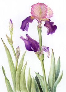 Iris, by Suzanne Kuuskmae, © 2012 all rights reserved