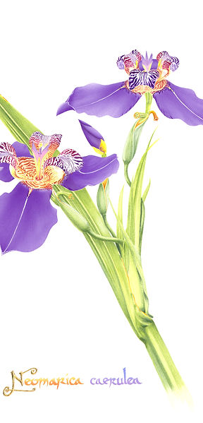 KatPowell-Neomarica caerulea.jpg