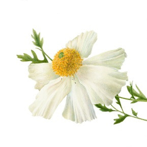 Matilija Poppy, Gilly Shaeffer, watercolor on paper, © 2017.