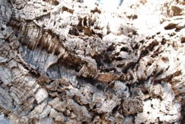 Quercus suber, Cork oak tree, close up of bark. Photo credit: © 2015, Alyse Ochniak, all rights reserved.