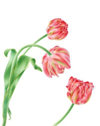 Tulipa x hybrida, watercolor by John Pastoriza-Piñol, © 2016.