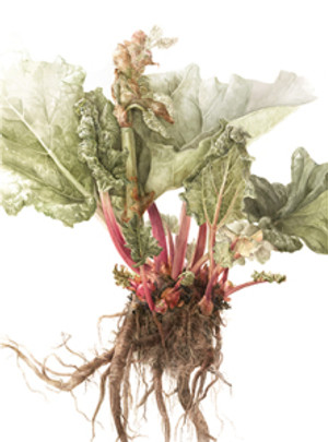 Elaine Searle, "Rhubarb" (Rheum rhabarbarum), watercolor, © 2013, all rights reserved