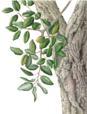 Cork Oak Tree, watercolor on paper, Gilly Shaeffer, © 2017, all rights reserved.