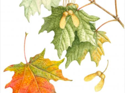 15th Annual International American Society of Botanical Artists at The Horticultural Society of New