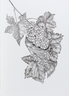 Arillyn Moran-Lawrence, "Elegant Syrah," pen and ink on paper. © 2014, all rights reserved.
