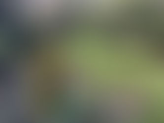 プラム農園で鳥の巣箱付け