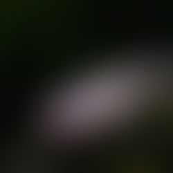 Did you know: The animal that refuses to grow up