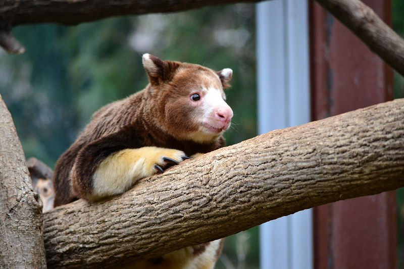 Tree Kangaroo - Credit Flickr, Michael Shehan Obeysekera