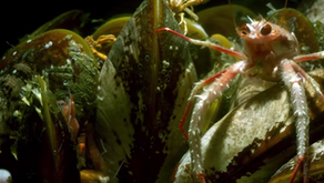Did you know: The Alien World of Brine Pools 🎥
