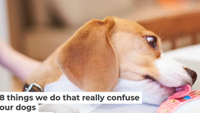 8 Things We Do That Really Confuse Our Dogs