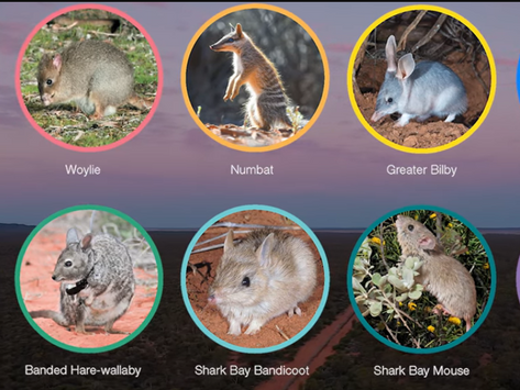 Rewilding Australia's Wheatbelt: The Mt Gibson Success Story 🎥