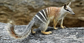Did you know: The Australian Numbat - another Endangered Species 🎥