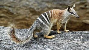 Did you know: The Australian Numbat - another Endangered Species 🎥