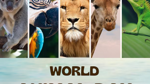 Seeing The World Through Their Eyes