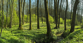 Did you know: Trees Talk To Each Other 🎥