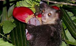 Did you know: Acting as Honorary Woodpecker - the “Aye-aye” of Madagascar 🎥