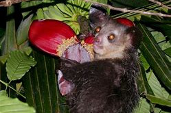 Did you know: Acting as Honorary Woodpecker - the “Aye-aye” of Madagascar 🎥