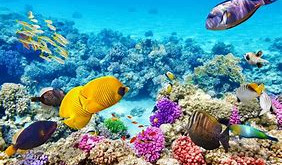 The Great Barrier Reef - A Coral Reef Ecosystem in Danger