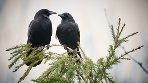 Did You Know: Crows Practice "Anting" for Feather Care 🎥