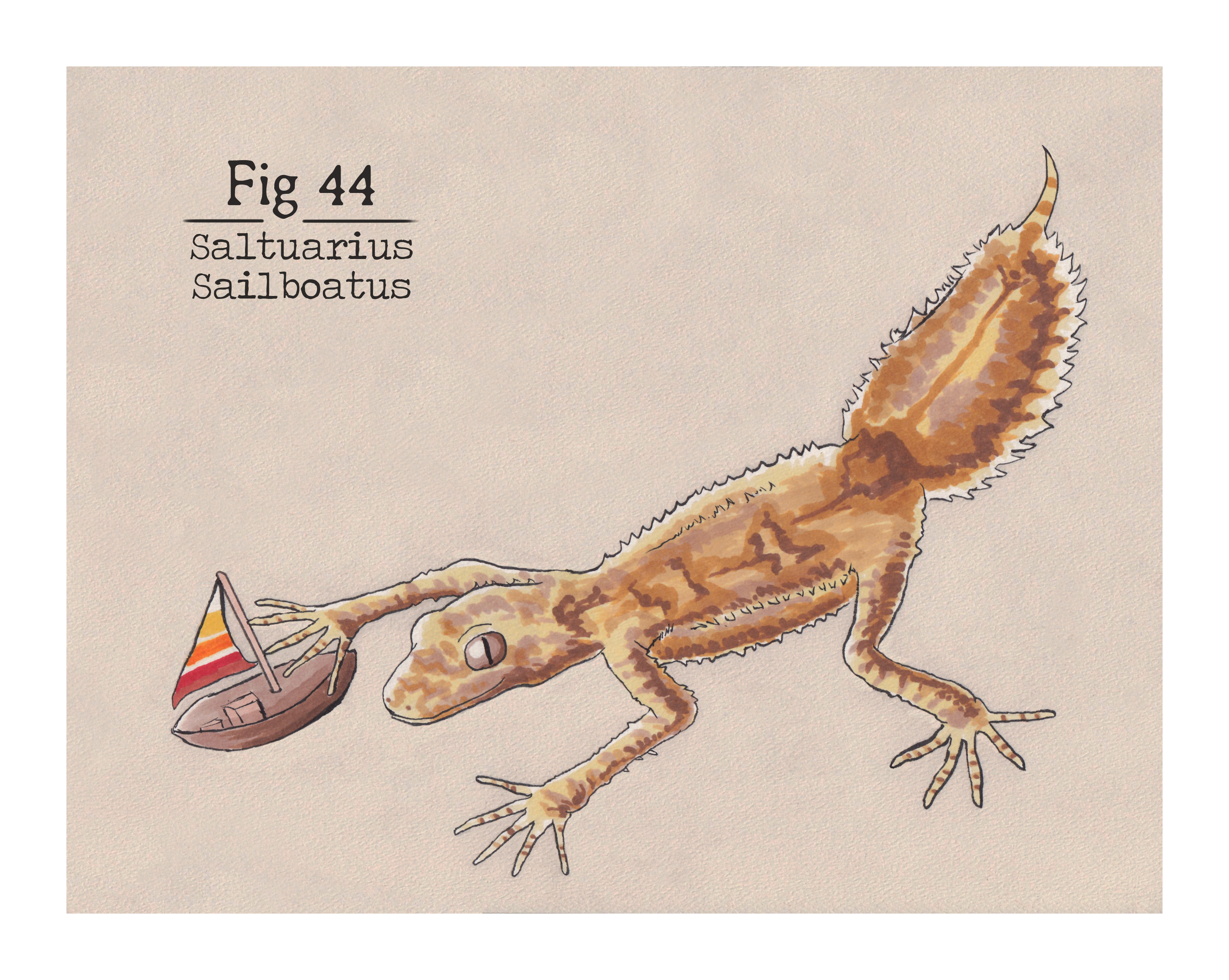 Fig. 44 Saltuarius Sailboatus (Print)