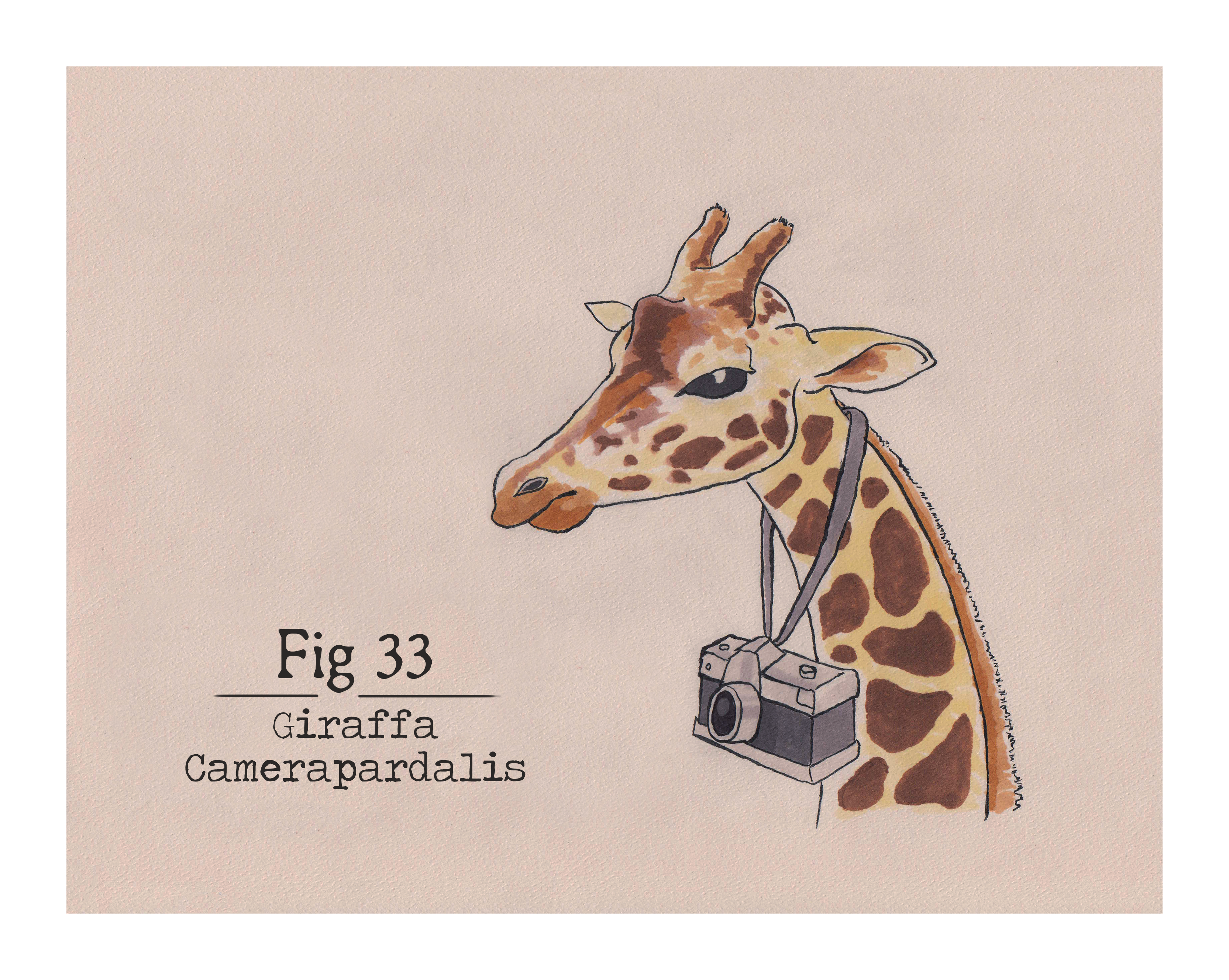 Fig. 33 Giraffa Camerapardalis (Print)