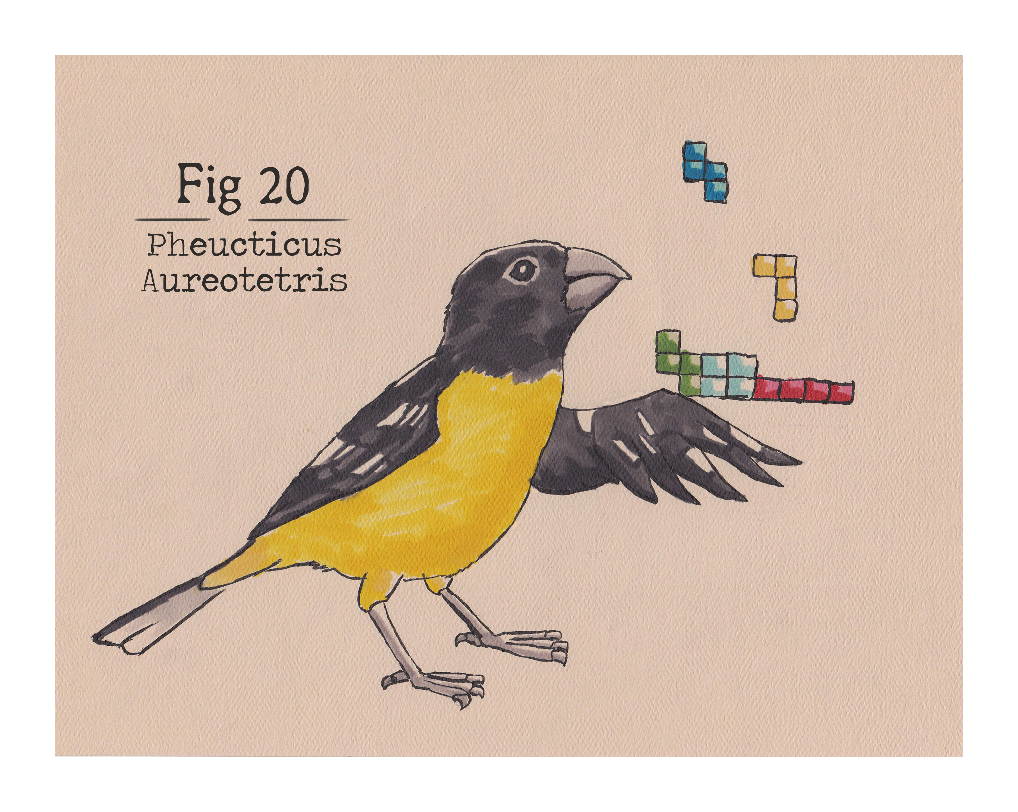 Fig. 20 Pheucticus Aureotetris (Print)