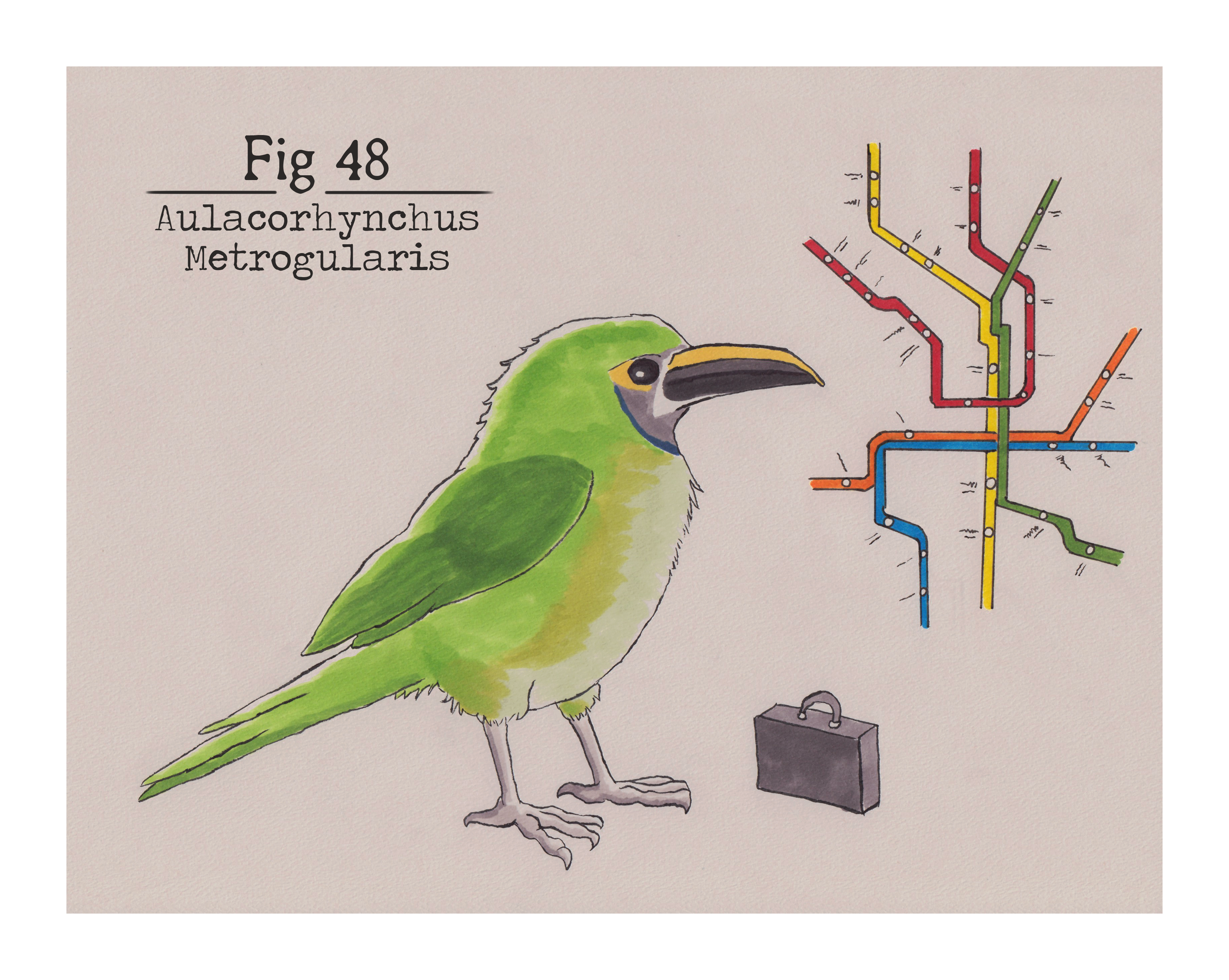Fig. 48 Aulacorhynchus Metrogularis (Print)