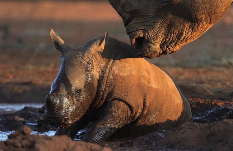 Baby Rhino