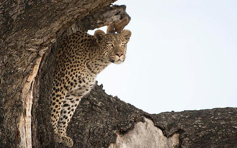 Blending in-8398.jpg