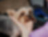 IMG_0777.png