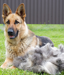 A German shepherd dog sits on a green lawn near a large pile of fur after grooming. Portra