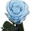 Miniatura: Rosa Eterna