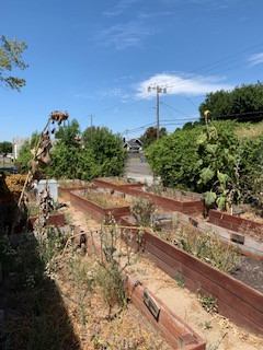 Ripon El Garden Revitalization