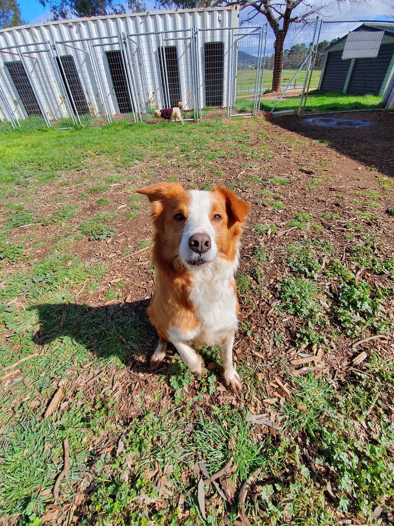 sasuke curse mark pop figure