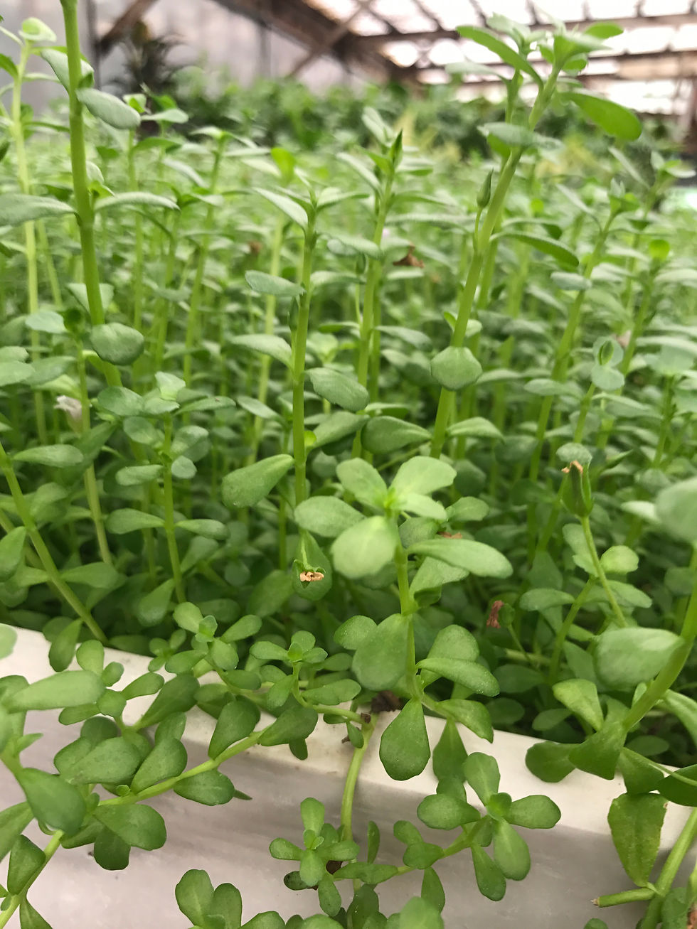 Bacopa