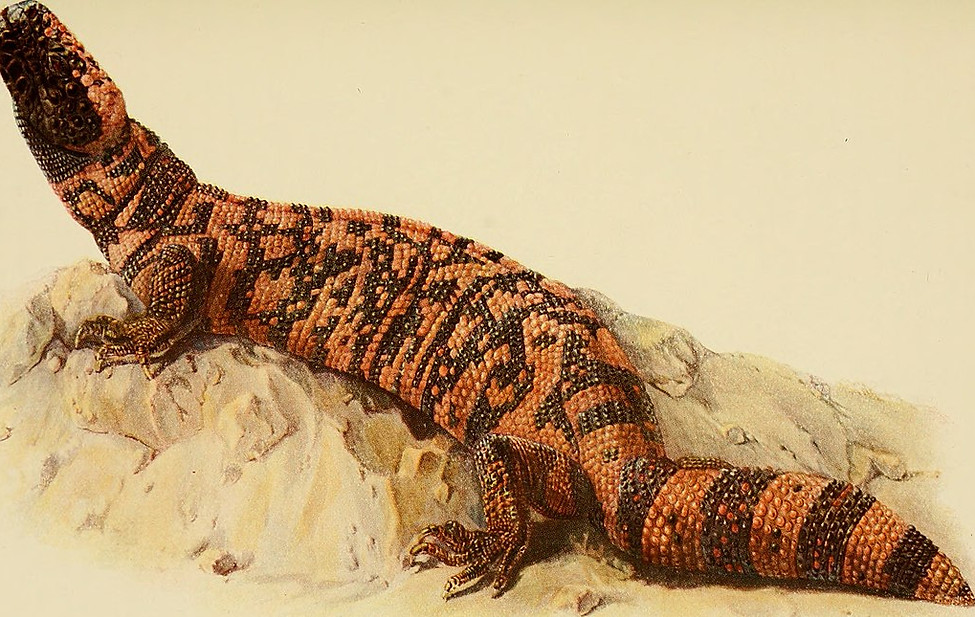 Gila monster animaux_venimeux_et_venins