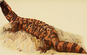 semaglutide gila monster venom Semaglutide Science Research semaglutide gila monster venom Semaglutide Science Research
