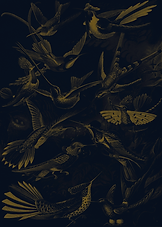 Hummingbirds.png