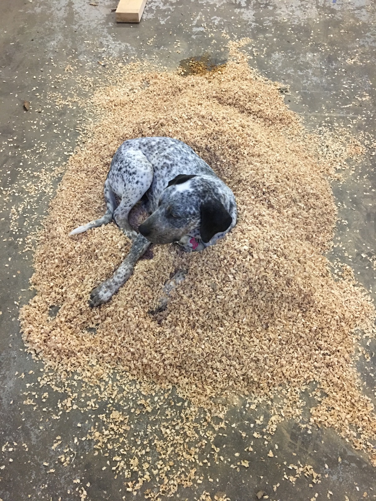 Sawyer the pup loves days at the shop.