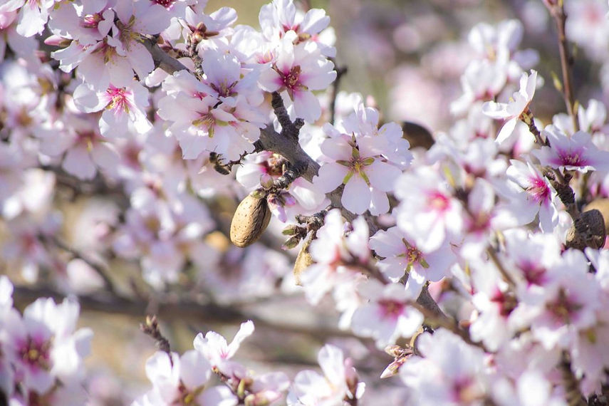 2018_02_28-Almendro-en-flor-1024x683.jpg
